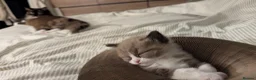 Ragdoll cats for sale: Ragdoll kittens- 1 boy 1 girl available  in Preston - Advert 1