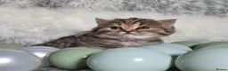 British Shorthair cats for sale: Golden Registered British shorthair kittens  - Advert 7