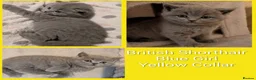 British Shorthair cats for sale: 🐾 Stunning Blue British Longhair & Shorthair  - Advert 7