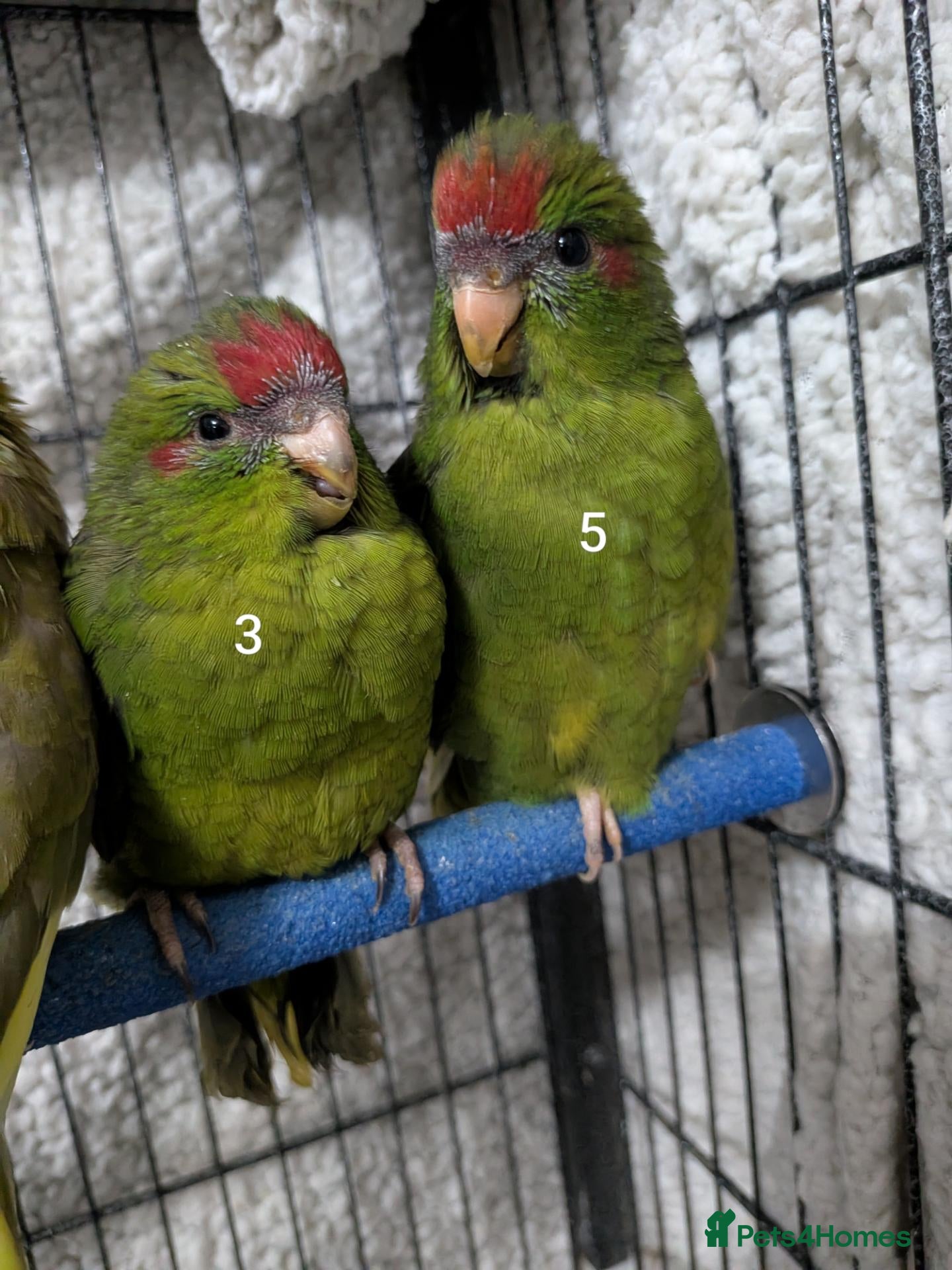 Parrots birds for sale: Baby kakarikis (small parrot) Bolton - Advert 9
