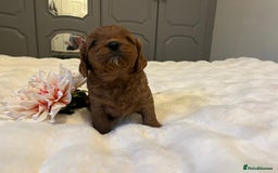 Cavapoo dogs for sale: ✨ Dark Red Cavapoo Puppies ✨** - Image 8