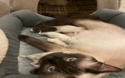 Ragdoll cats for sale: Ragdoll kitten  - Image 6