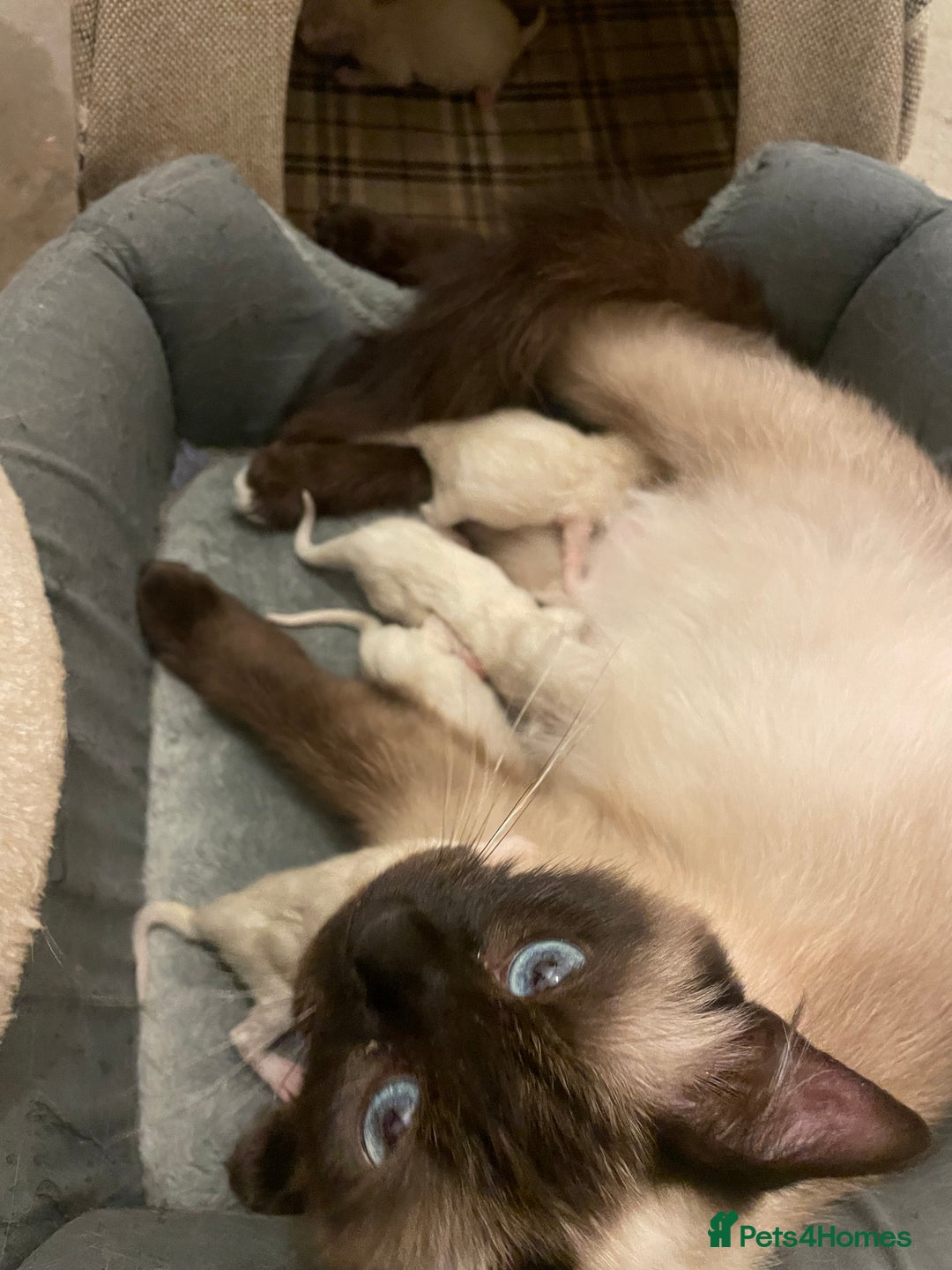 Ragdoll cats for sale: Ragdoll kitten  - Image 6