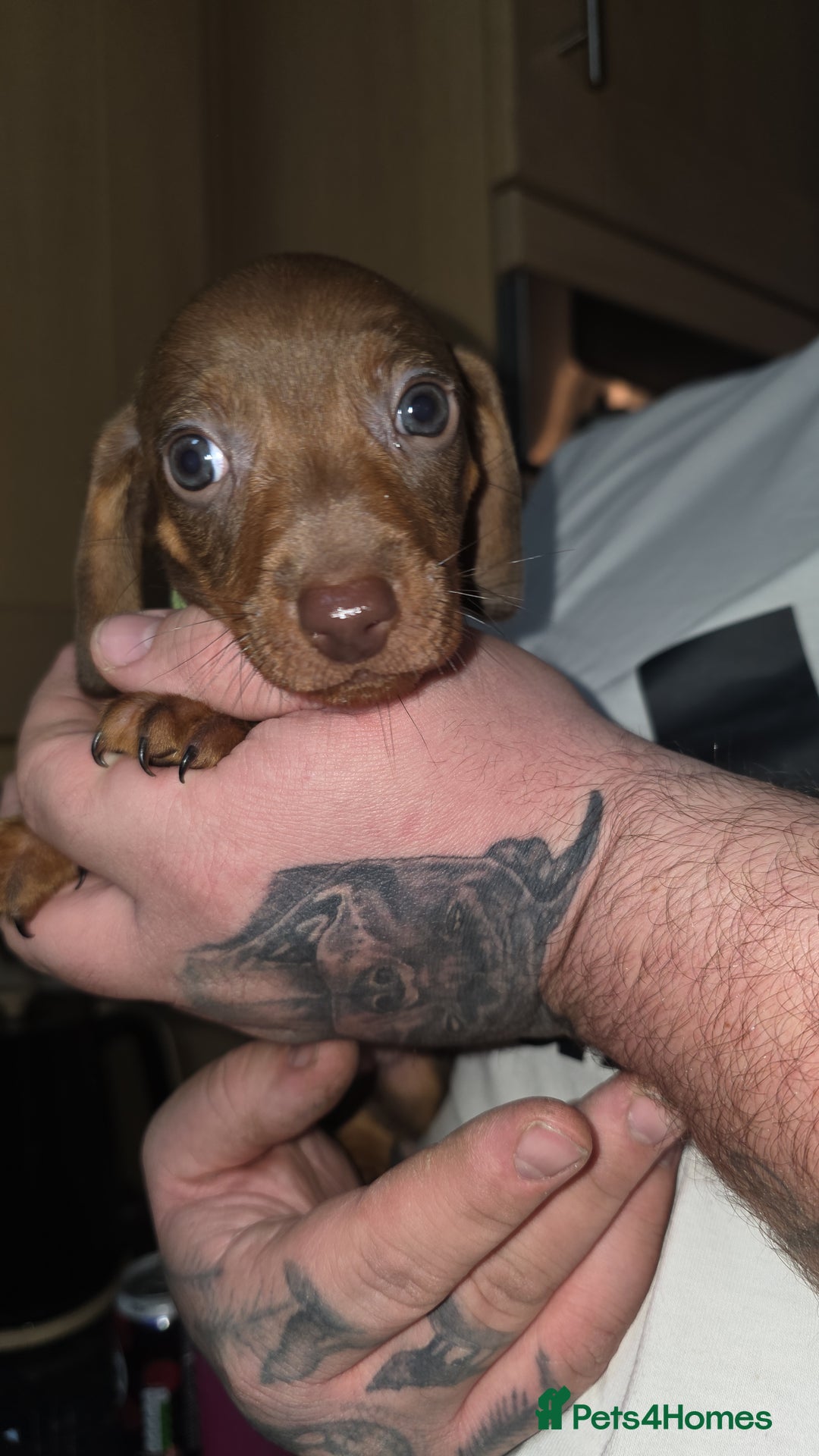 Dachshund dogs for sale: Dachshund  - Advert 3