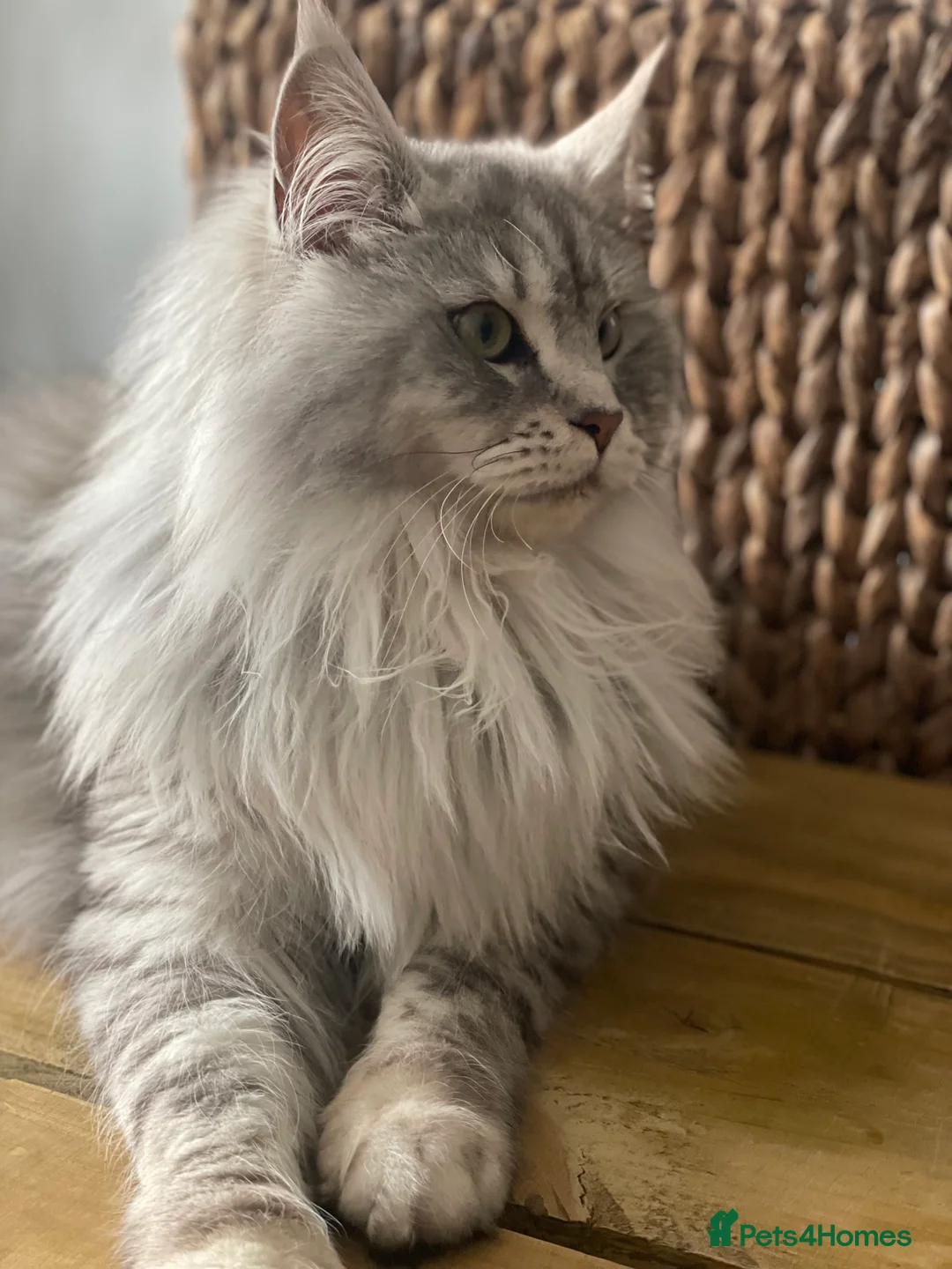 Maine Coon cats for sale: 🩷 Sweet Maine Coon Sisters 🩷 - Advert 2