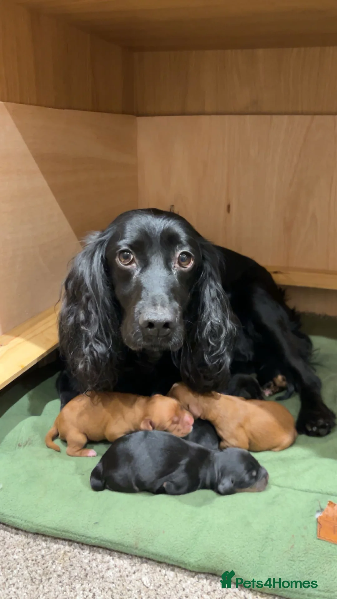 Cocker Spaniel dogs for sale: Working Cocker Spaniel Puppies in Shrewsbury - Advert 2