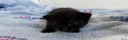 Mixed Breed cats for sale: 7 Long Haired Black Kittens - Advert 15
