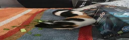 Guinea Pig rodents for sale: Looking for a Loving Home for Two Guinea Pigs - Advert 7