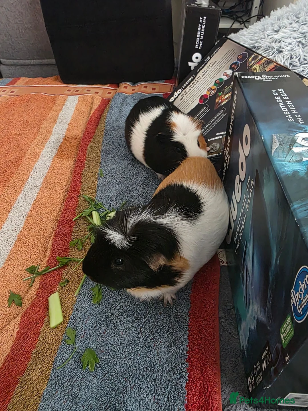 Guinea Pig rodents for sale: Looking for a Loving Home for Two Guinea Pigs - Advert 7