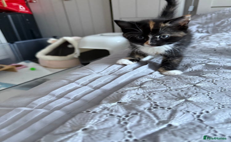 Mixed Breed cats - Advert 15