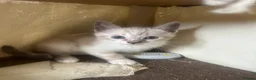 Bengal cats for sale: Bengal kittens  - Advert 20