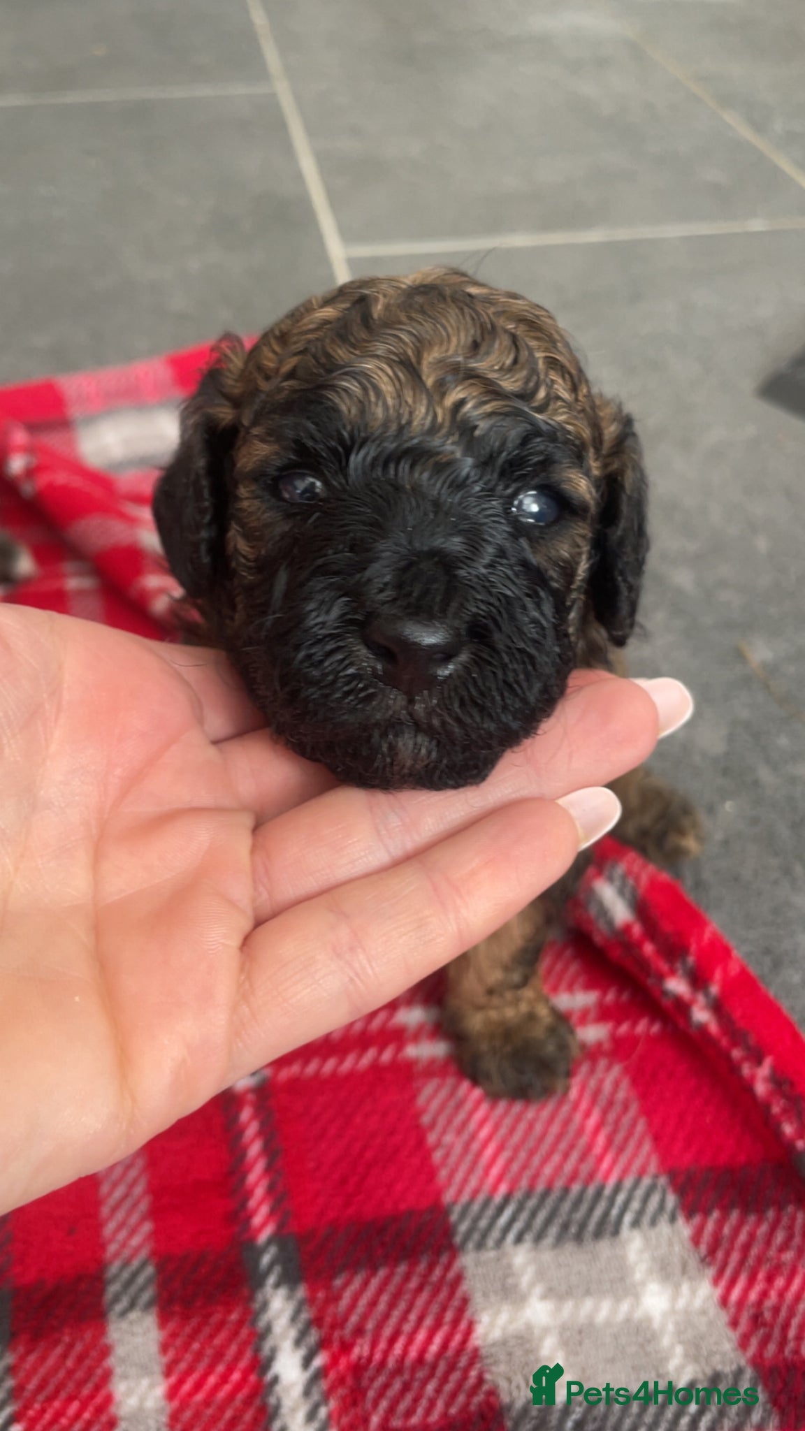 Poochon dogs for sale: Ready to leave NOW poochons🐶❤️ - Advert 40
