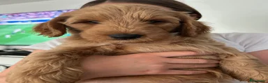 Goldendoodle 4