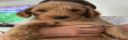 Goldendoodle dogs for sale: * Family raised confident Goldendoodle puppies - Advert 3