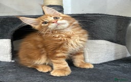 Maine Coon cats for sale: Pedigree TICA Registered Maine Coon Kittens - Image 28