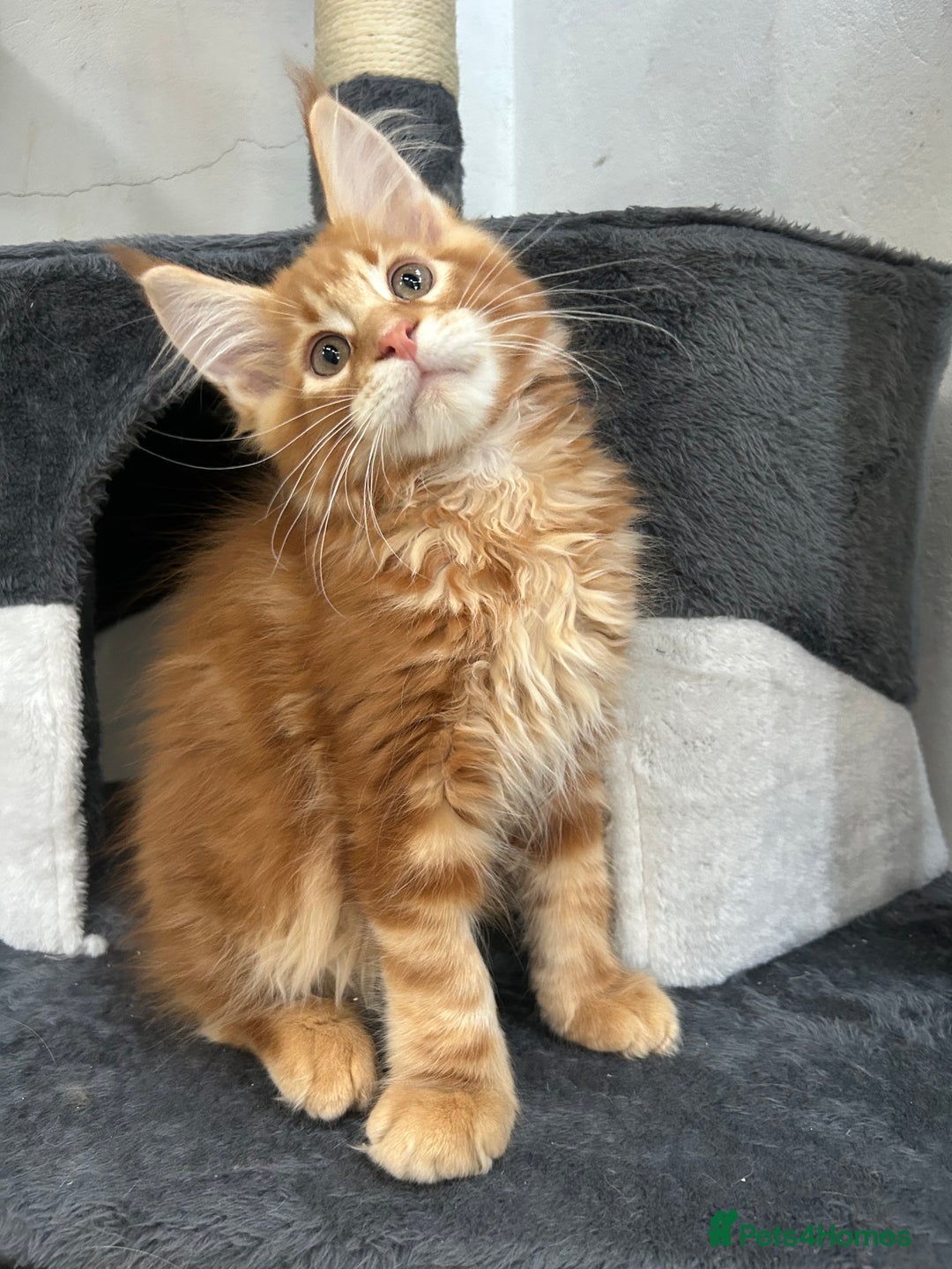 Maine Coon cats for sale: Pedigree TICA Registered Maine Coon Kittens - Image 28