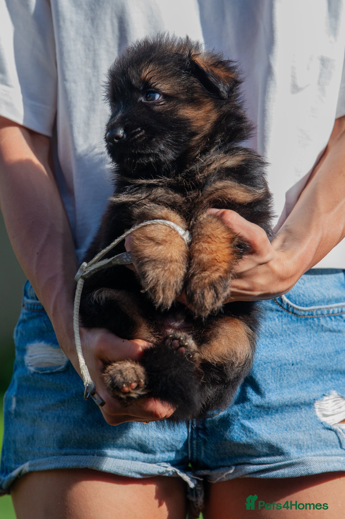 German Shepherd dogs for sale: ❤️🐾 Beautiful Long-Haired GSD Puppies🐾❤️ - Advert 8