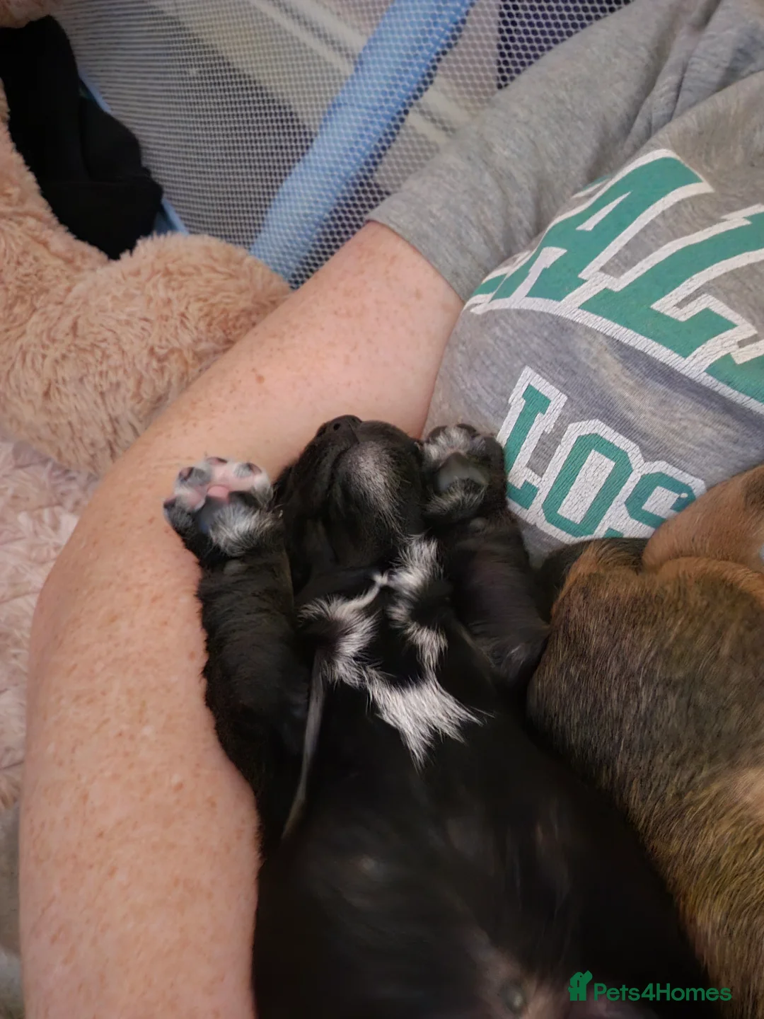 Mixed Breed dogs for sale: 4 beautiful pups for sale - Advert 13