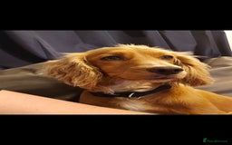 Mixed Breed dogs for sale: Cocker spaniel cross puppies - Image 13