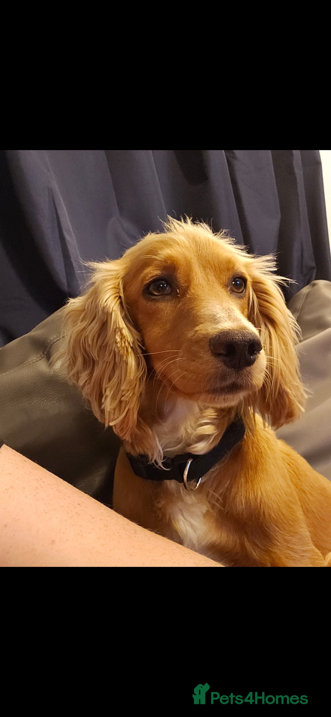 Mixed Breed dogs for sale: Cocker spaniel cross puppies - Image 13