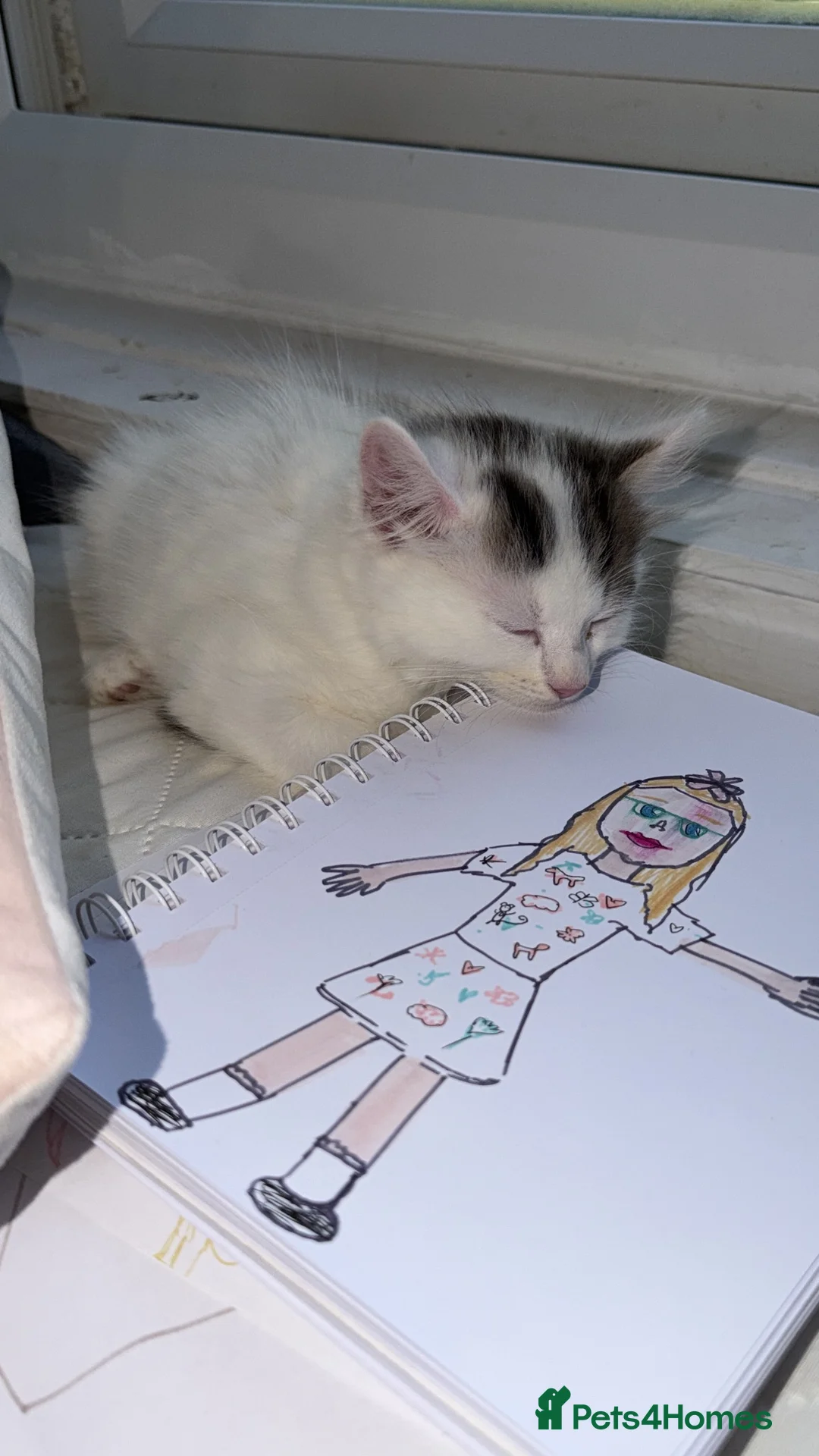 Mixed Breed cats for sale: Two mixed kittens mum half Norwegian Forrest cat  - Advert 2