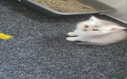 British Shorthair cats for sale: British shorthair kittens - Image 10