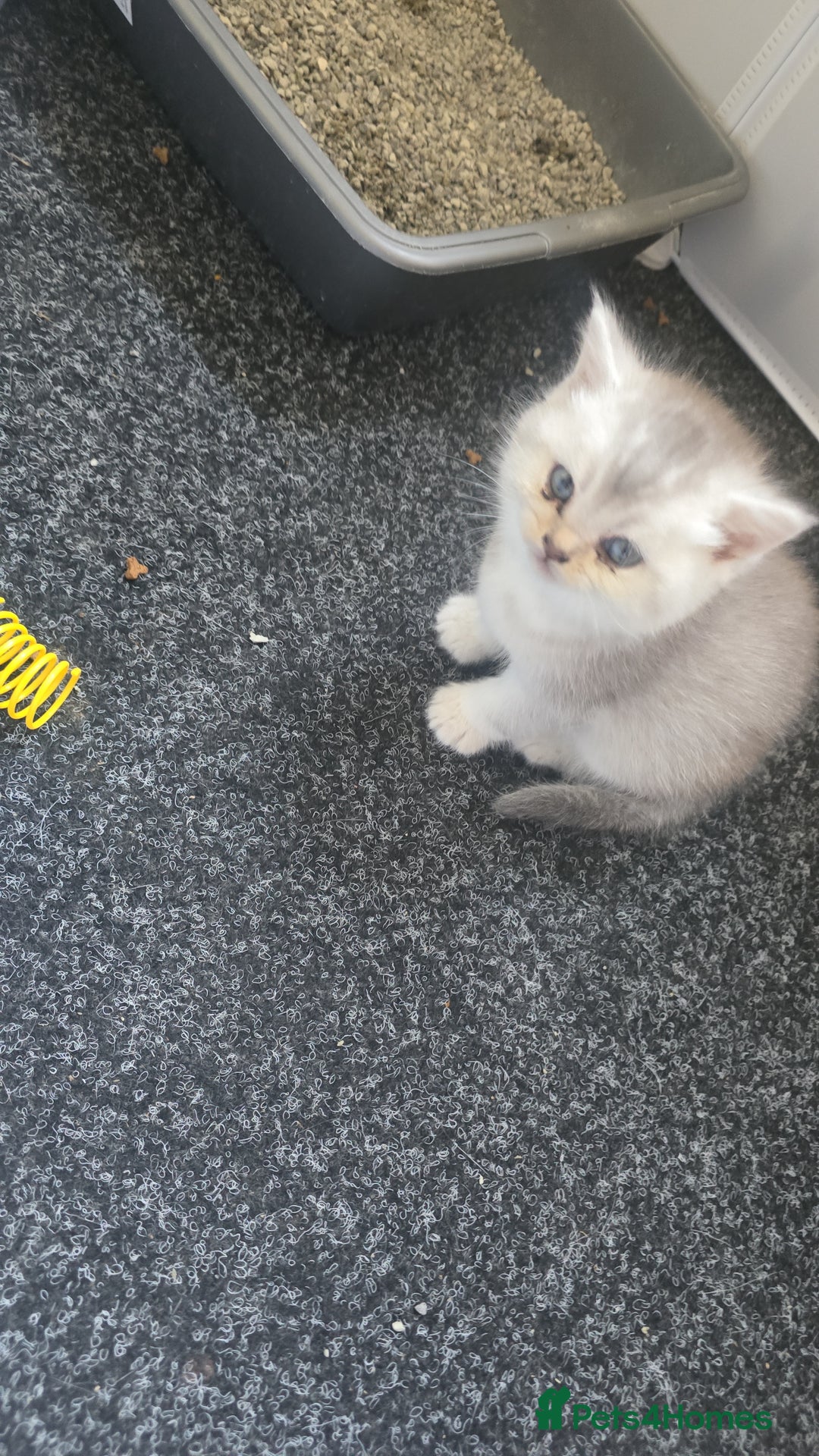 British Shorthair cats for sale: British shorthair kittens - Image 10