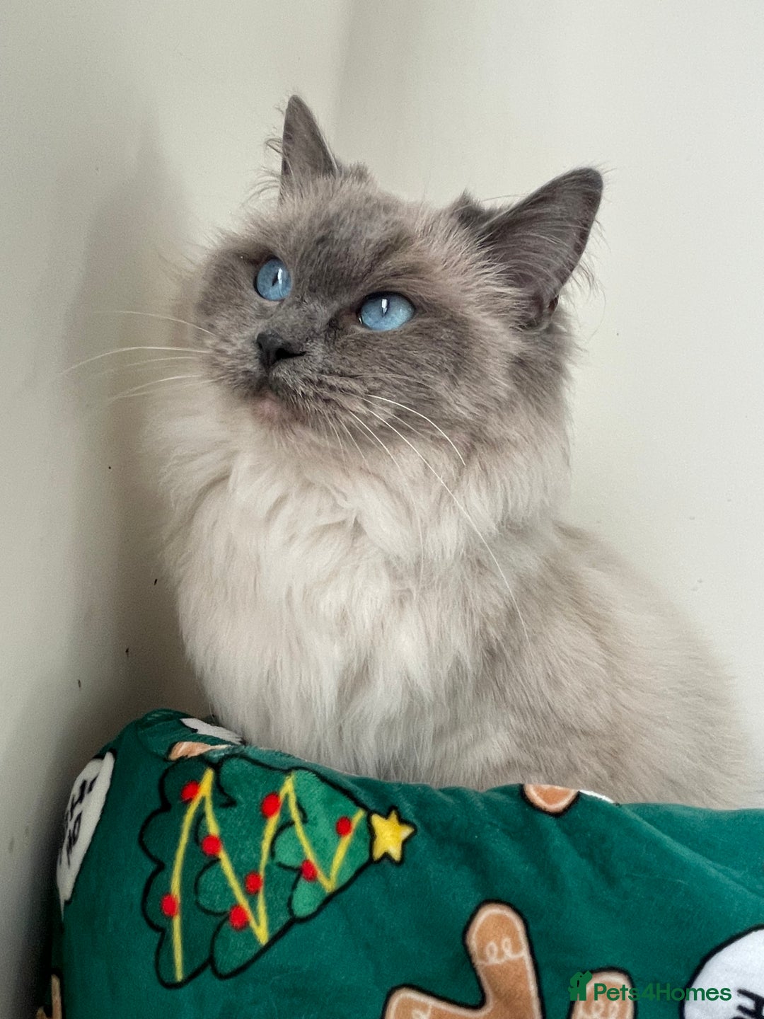 Ragdoll cats for sale: Stunning Blue point Ragdoll - Advert 5