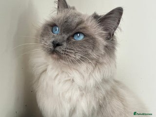 Ragdoll cats Stunning Blue point Ragdoll - Advert 9