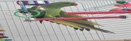 Ringnecks birds for sale: 'FRANKIE' the Indian Ring Neck - Advert 5
