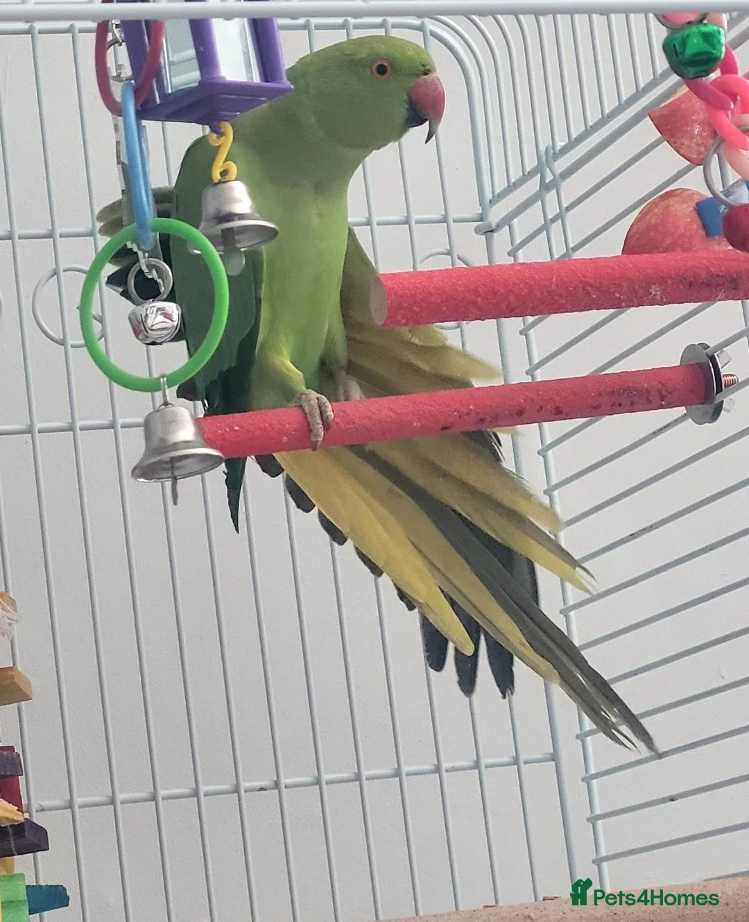 Ringnecks birds for sale: 'FRANKIE' the Indian Ring Neck - Advert 5