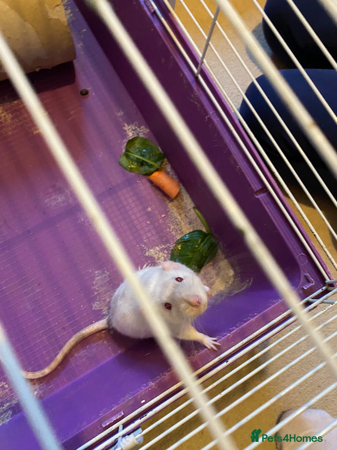 Rat rodents for sale: 2 male rats - aged 7 months - Advert 5