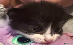 Mixed Breed cats for sale: Mixed breed kittens  - Image 9