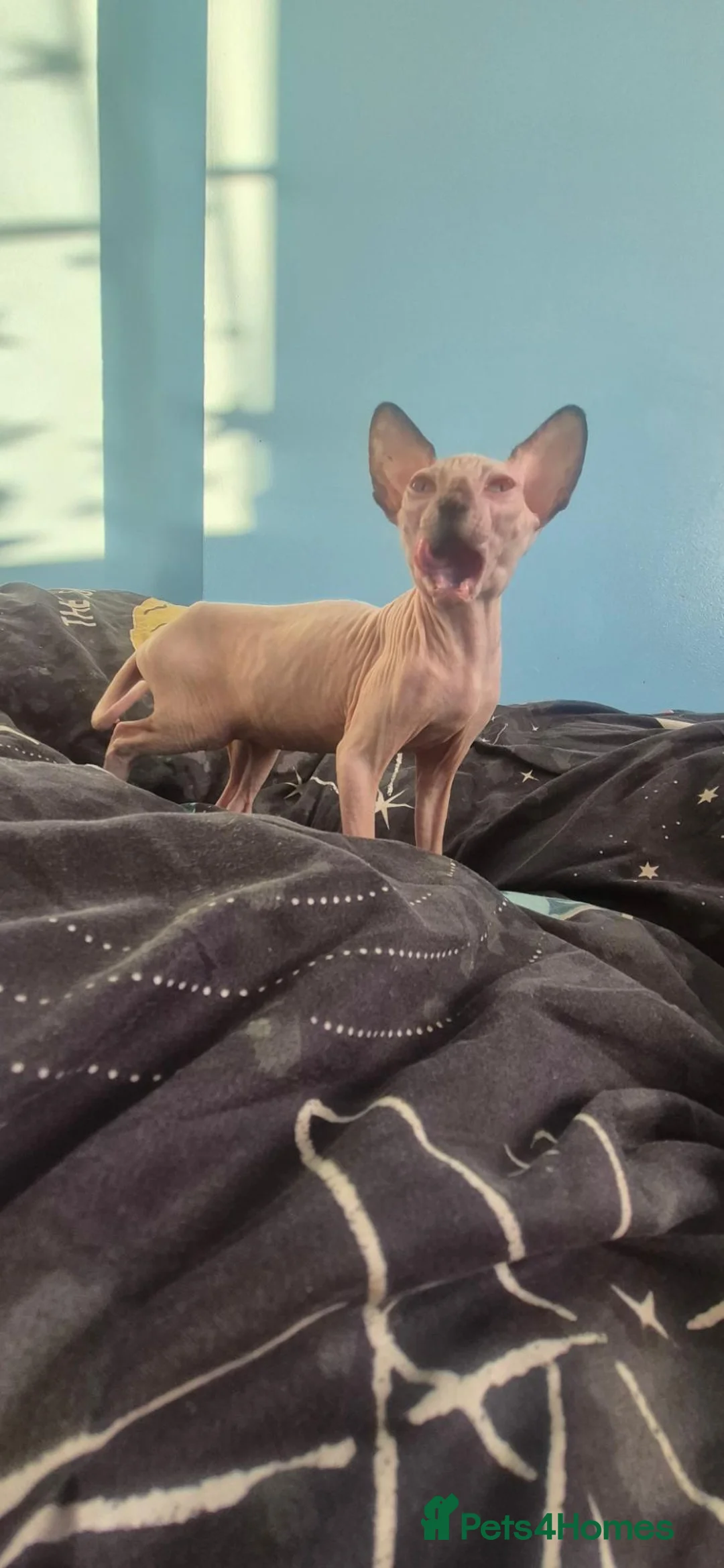 Sphynx cats for sale: Adorable kittens in Warrington - Advert 2
