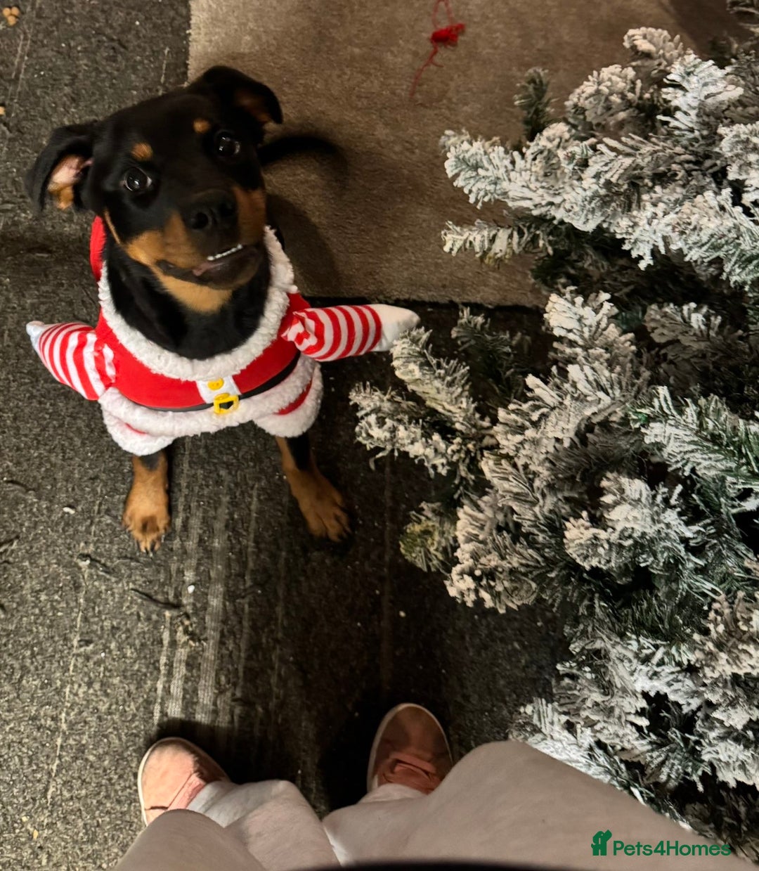 Rottweiler dogs for sale: Nala the rotty - Advert 1