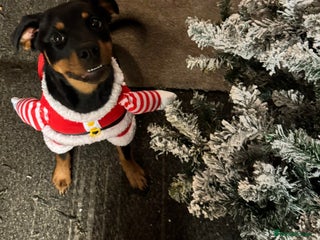 Rottweiler dogs Nala the rotty - Advert 2