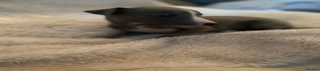 Whippet Puppy 6