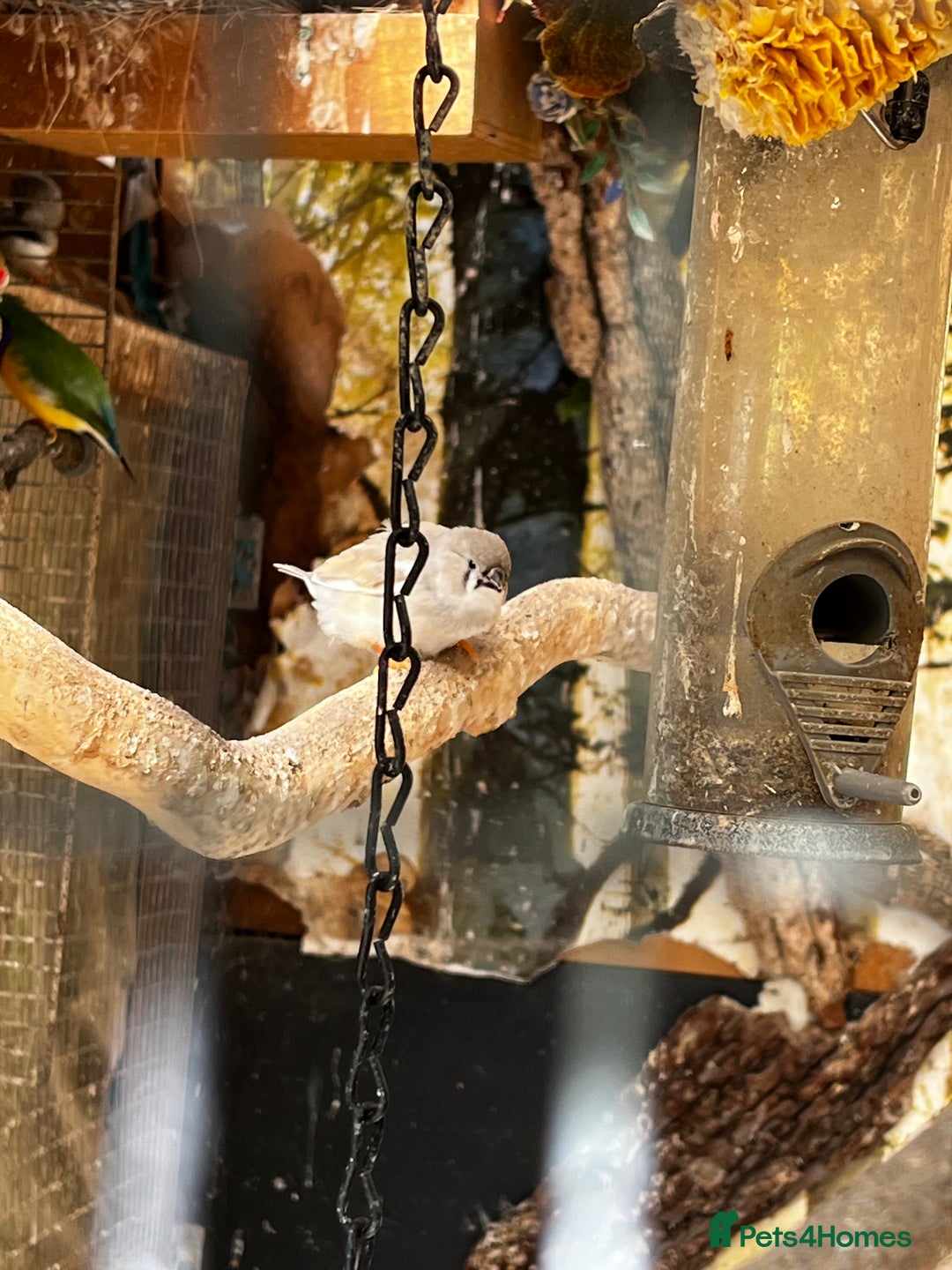Finches birds for sale: Lots of different types of finches,DOVE PAIR  - Image 2