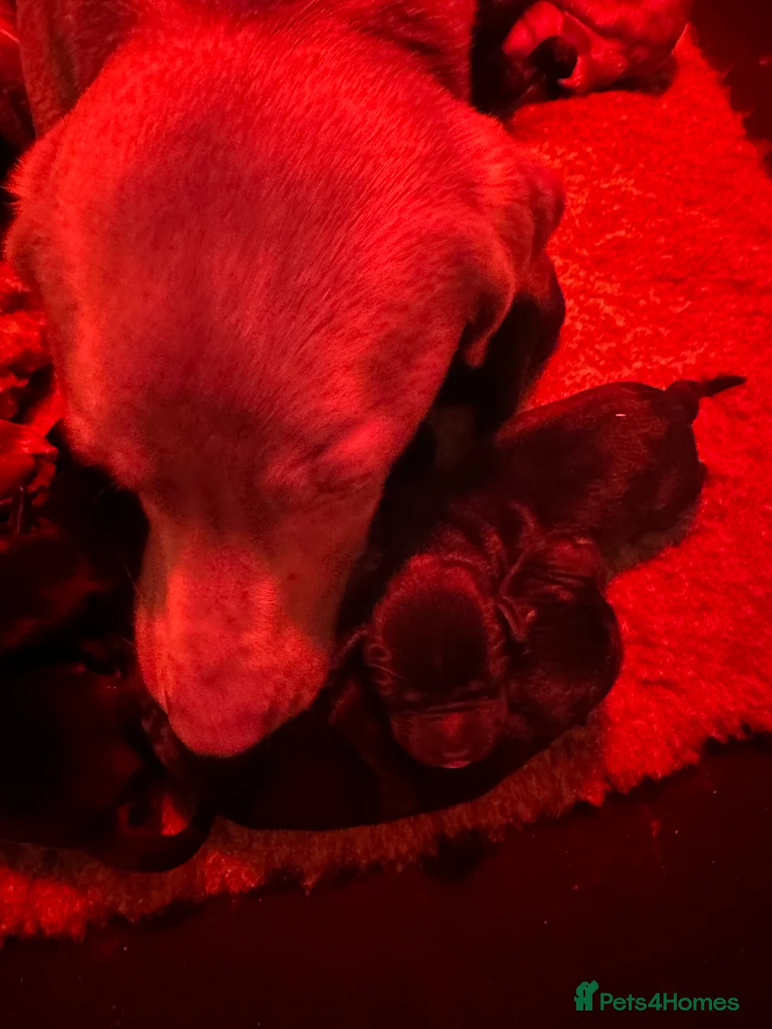 Labrador Retriever dogs for sale: Top Quality Pups From Working Line Parents  - Advert 9