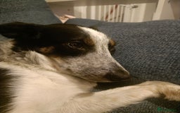 Border Collie dogs for sale: Border collie puppies  - Image 1