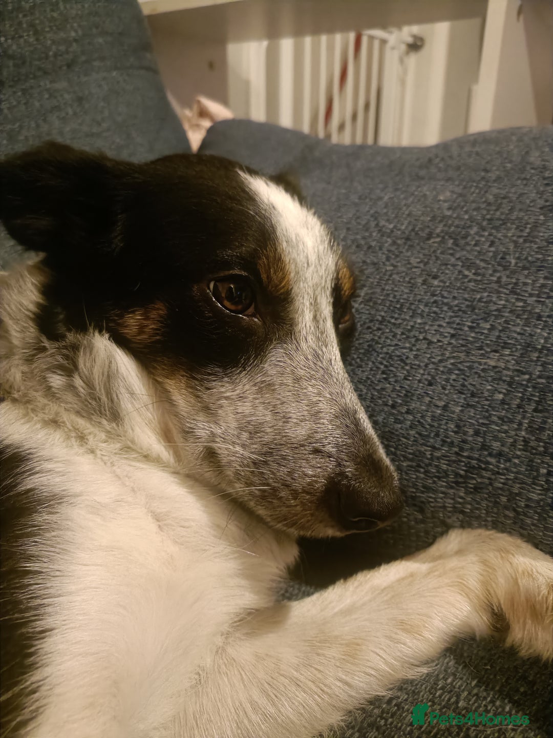 Border Collie dogs for sale: Border collie puppies  - Image 1