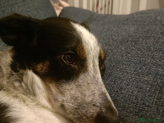 Border Collie dogs - Advert 1