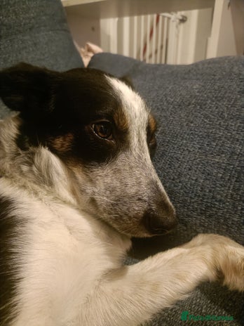 Border Collie dogs - Advert 1