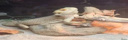 Bearded Dragon reptiles for sale: 1.5 year old friendly Bearded Dragon - Advert 1