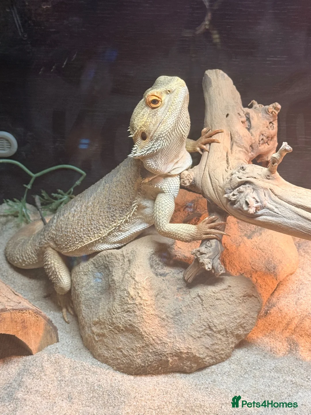 Bearded Dragon reptiles for sale: 1.5 year old friendly Bearded Dragon - Advert 1