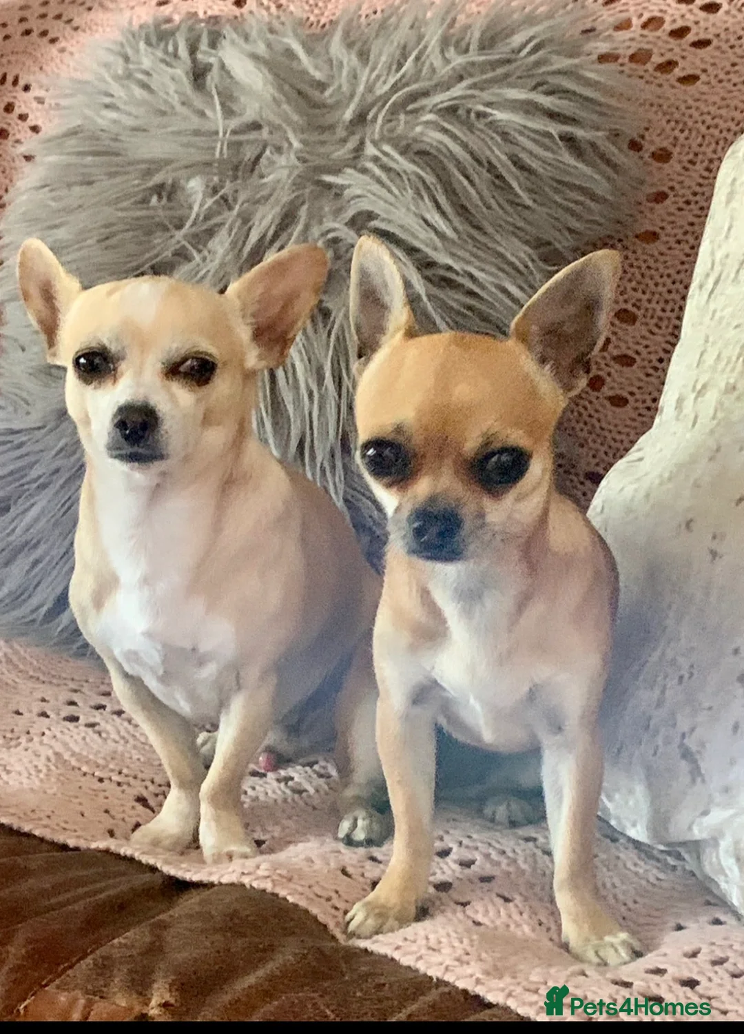 Chihuahua dogs for sale: Chihuahua puppy in Hengoed - Advert 1