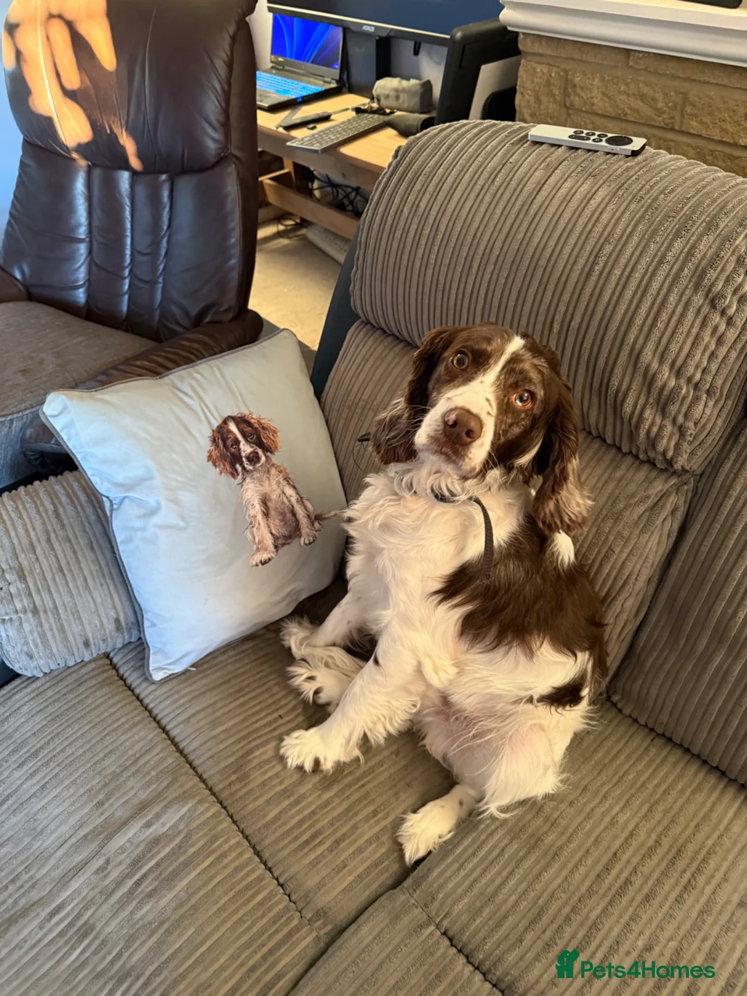 Cocker Spaniel dogs for sale: Toby the 2 year old working cocker spaniel - Advert 1