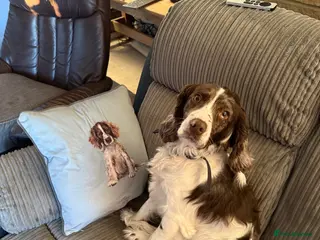 Cocker Spaniel dogs Toby the 2 year old working cocker spaniel - Advert 10