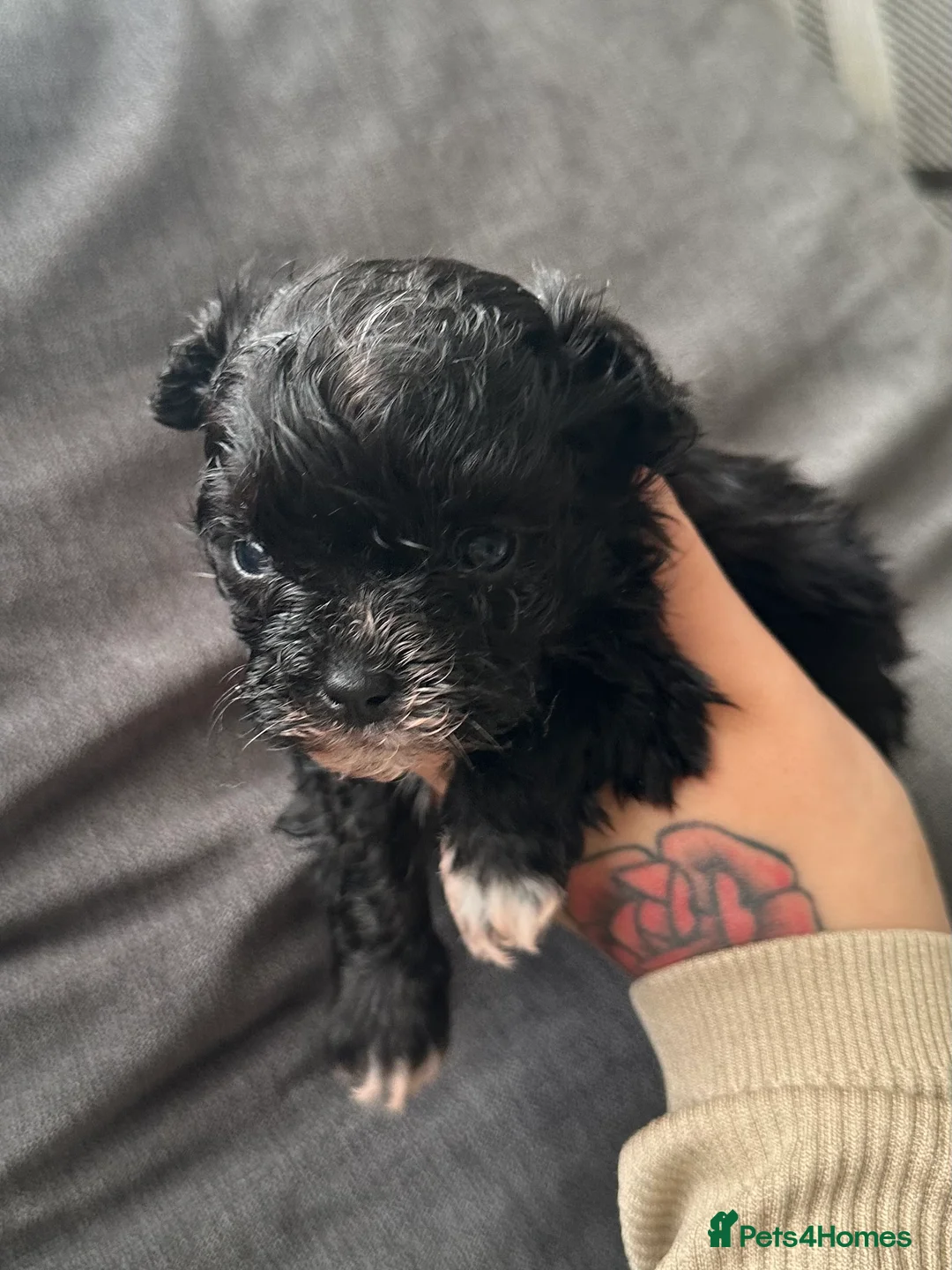 Maltipoo dogs for sale: F1 Toy Maltipoos - Advert 11