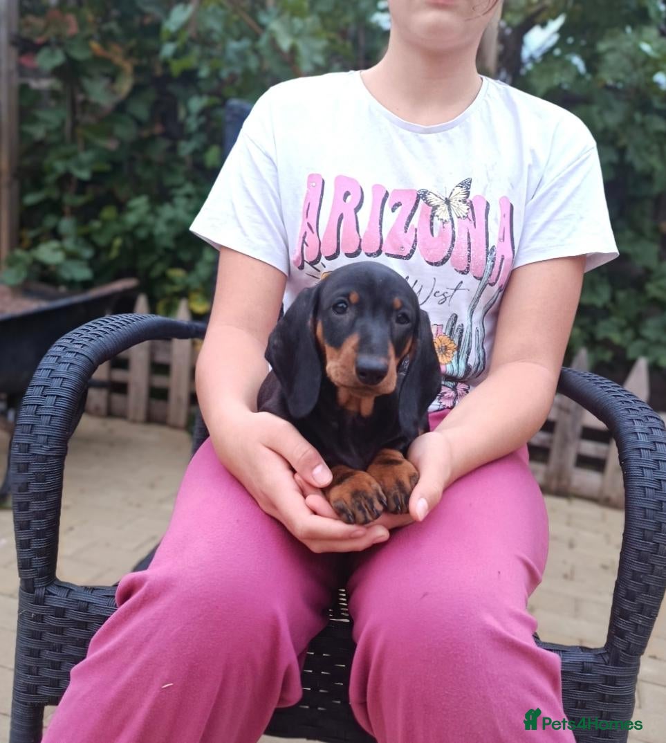 Dachshund dogs Champion Bloodline Standard Dachshund-READY 16.09  - Advert 2